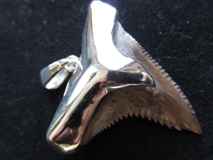 Fossilized Sharks Tooth Pendant