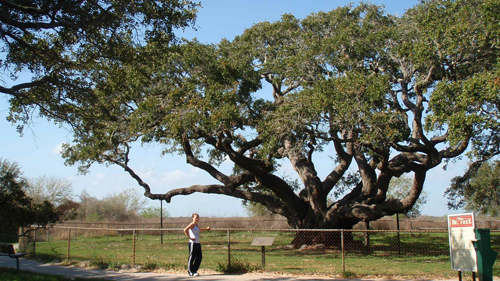 Goose Island State Parks "Big Tree" Over 1000 Years Old Oak.
