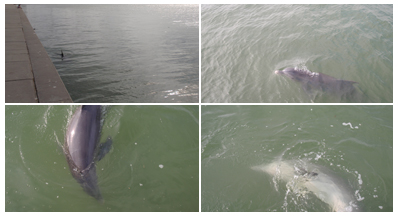 Dolphins at Robert's Point Park in Port Aransas Texas