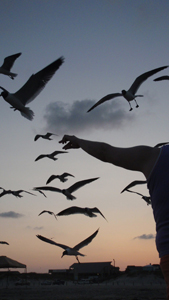Feed The Gulls on the Beautiful Beaches of Port Aransas