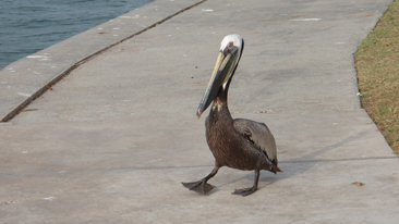 Pelican in Port Aransas Texas