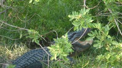 Alligator at Leonabelle Turnbill Birding Center in Port Aransas Texas