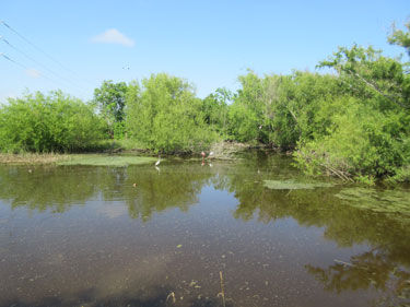 Paradise Pond in Port Aransas, TX.