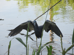 Paradise Pond in Port Aransas, TX.  Part of the Birding Trail of Texas.