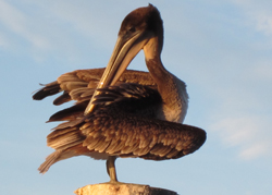 Pelican Charlie's Pasture Native Species Port Aransas Live